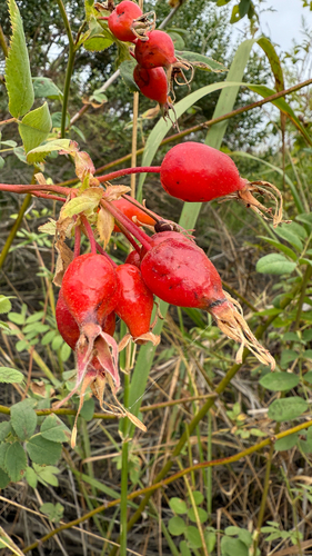 iNaturalist observation photo of California Wild Rose