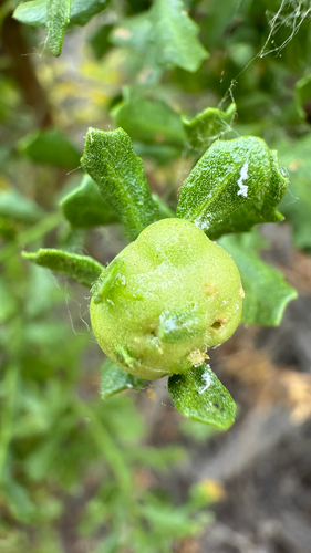 iNaturalist observation photo of Coyote Brush Bud Gall Midge