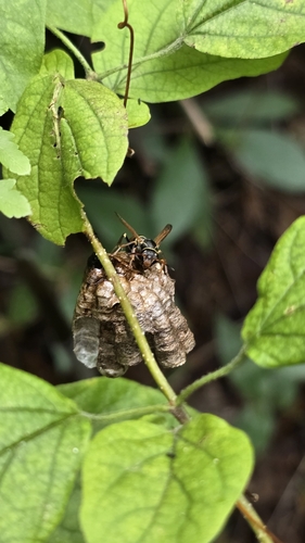 Polistes pacificus (Polistes pacificus)