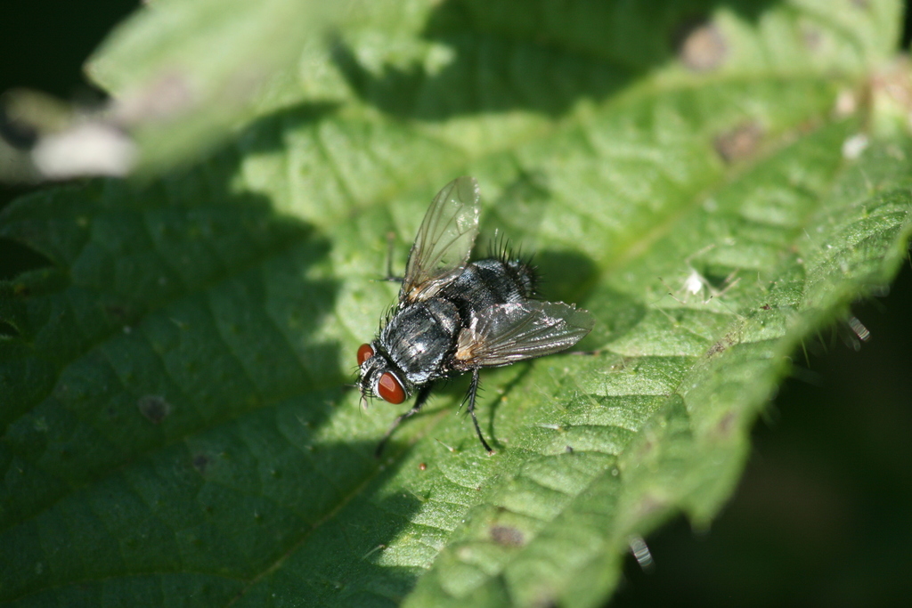 Epicampocera