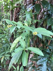 Citharexylum caudatum