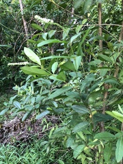 Citharexylum caudatum