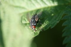 Epicampocera succincta