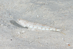 Synodus dermatogenys