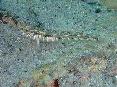 Pomatoschistus pictus