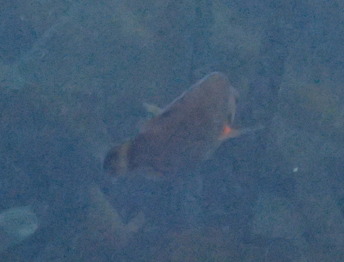 Centrolabrus exoletus