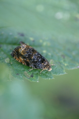 Pristerognatha