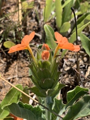 Crossandra greenstockii