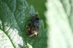 Pristerognatha
