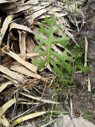 Psacalium sinuatum, photograph 4