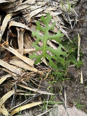 Psacalium sinuatum, photograph (c) Norma Piedra, some rights reserved (CC BY)