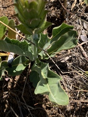 Crossandra greenstockii