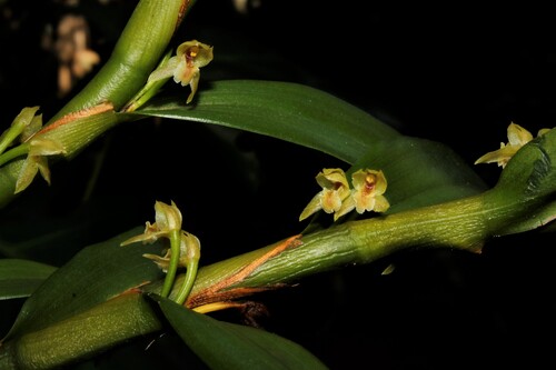 Maxillaria adendrobium