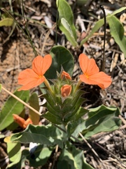 Crossandra greenstockii