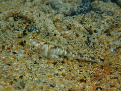 Pomatoschistus pictus