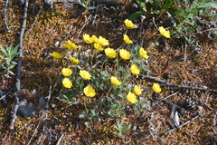 Potentilla uniflora