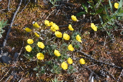 Potentilla uniflora