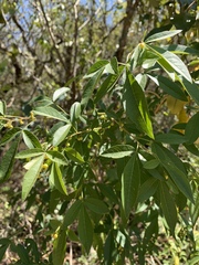 Searsia transvaalensis