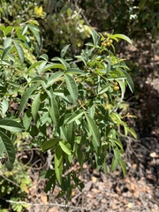 Searsia transvaalensis