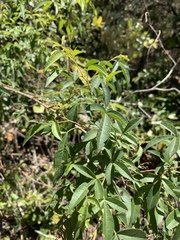 Searsia transvaalensis