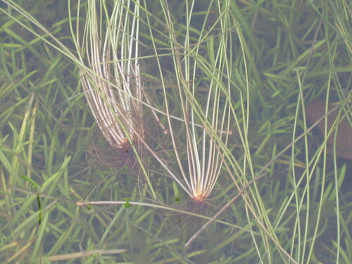 Azorean Quillwort (Isoetes azorica)
