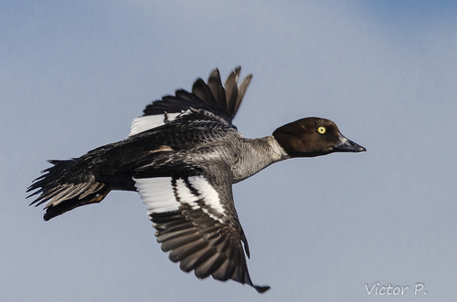 Common Goldeneye
