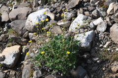 Potentilla uniflora