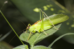 Hexacentrus unicolor
