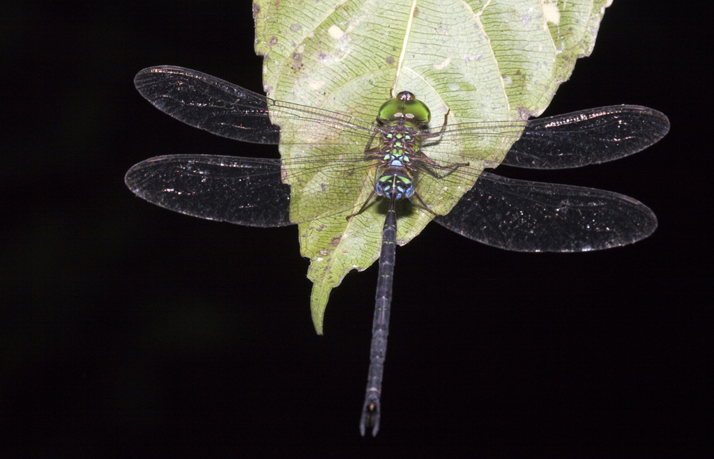 Spear-tail Duskhawker
