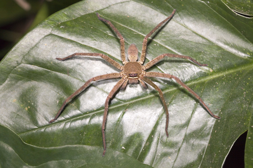 Pantropical Huntsman Spider, photo 3 of 10