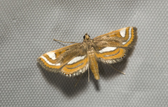 Agassiziella