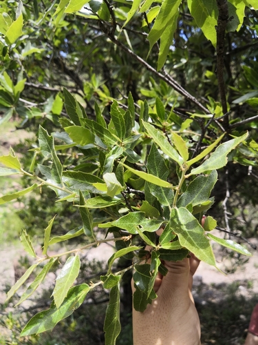 Quercus eduardi, photograph 6