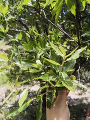 Quercus eduardi, photograph Norma Piedra, CC BY, iNaturalist via GBIF