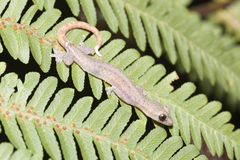 Hemiphyllodactylus typus