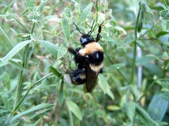 Bombus subterraneus