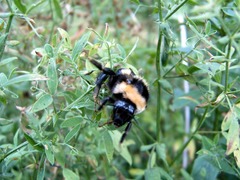 Bombus subterraneus