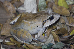 Limnonectes malesianus