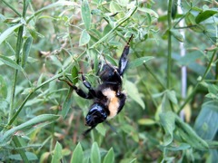 Bombus subterraneus