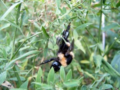Bombus subterraneus