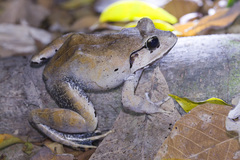Limnonectes malesianus