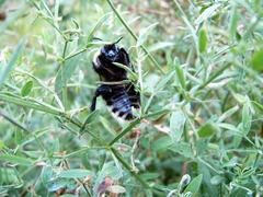 Bombus subterraneus