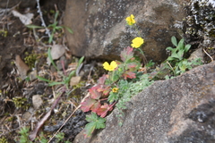 Potentilla uniflora