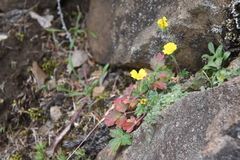 Potentilla uniflora