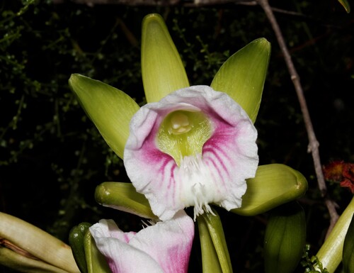 green withe (Vanilla claviculata)