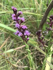 Liatrinae