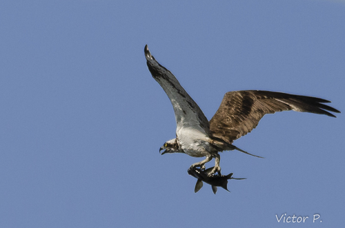 Águila pescadora (Pandion haliaetus)