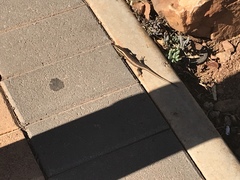 Trachylepis punctatissima