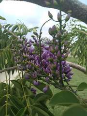 Lonchocarpus longistylus