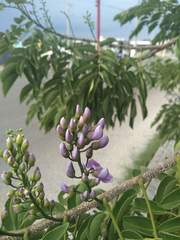 Lonchocarpus longistylus