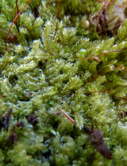 Hypnum chrysogaster